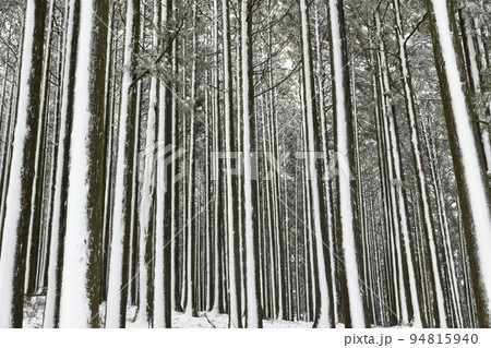 雪の木立　伊豆天城の山　雪景色 94815940