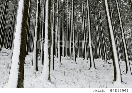 雪の木立　伊豆天城の山　雪景色 94815941