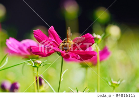 満開のコスモスの花と蜂 94816115