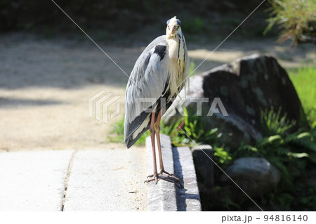 オオアオサギ 94816140