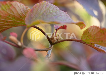 紅葉の葉から顔をのぞかせるオオカメノ花芽 紅葉の葉から顔をのぞかせるオオカメノ花芽 94816295