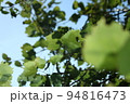 Green foliage and blue sky, forest view, wild rural background with leaves, nature 94816473
