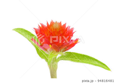 【千日紅】 (深度合成) 94816481