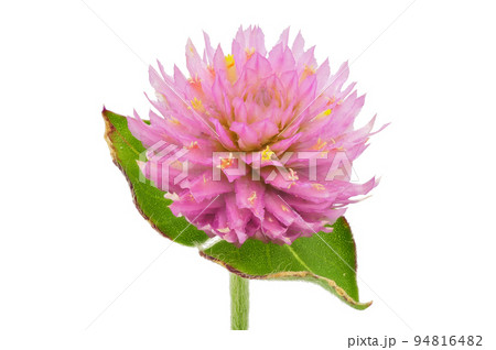 【千日紅】 (深度合成) 94816482