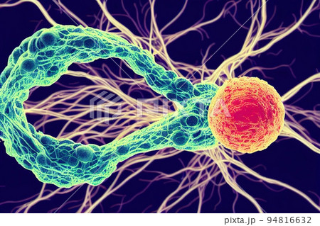 Abnormal cancer cell inside human body. T-cell involved in cell-mediated immunity process. Chemotherapy and radiation to kill carcinogen and tumor treatment. Digital art Abnormal cancer cell inside human body. T-cell involved in cell-mediated immunity process. Chemotherapy and radiation to kill carcinogen and tumor treatment. Digital art 94816632