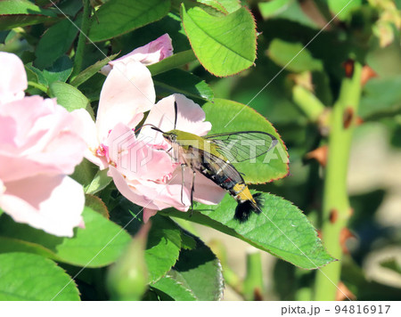 花の蜜を吸うオオスカシバ 花の蜜を吸うオオスカシバ 94816917