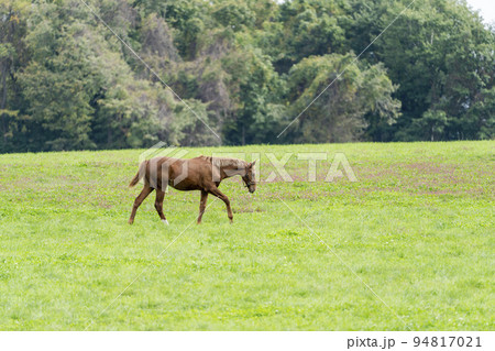 秋の競走馬(サラブレッド)生産牧場 離乳した当歳馬 北海道 秋の競走馬(サラブレッド)生産牧場 離乳した当歳馬 北海道 94817021