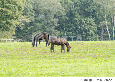 秋の競走馬(サラブレッド)生産牧場 離乳した当歳馬 北海道 秋の競走馬(サラブレッド)生産牧場 離乳した当歳馬 北海道 94817022