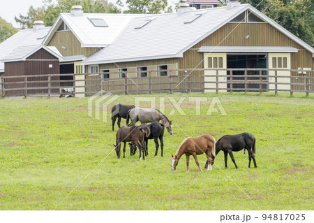秋の競走馬（サラブレッド）生産牧場　離乳した当歳馬　北海道 94817025