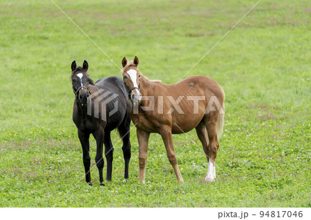 秋の競走馬（サラブレッド）生産牧場　離乳した当歳馬　北海道 94817046