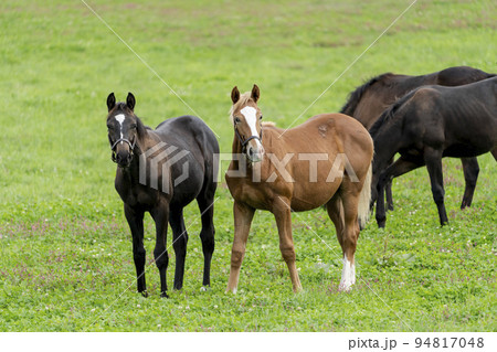 秋の競走馬（サラブレッド）生産牧場　離乳した当歳馬　北海道 94817048