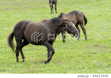 秋の競走馬（サラブレッド）生産牧場　離乳した当歳馬　北海道 94817056