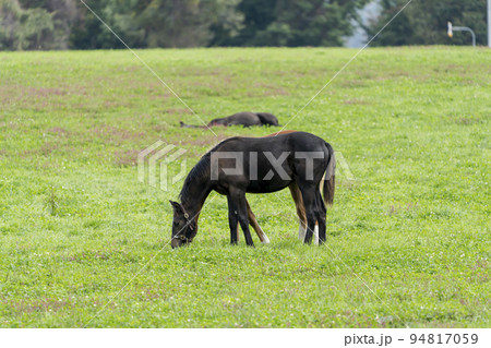 秋の競走馬（サラブレッド）生産牧場　離乳した当歳馬　北海道 94817059