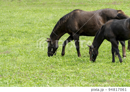 秋の競走馬(サラブレッド)生産牧場 離乳した当歳馬 北海道 秋の競走馬(サラブレッド)生産牧場 離乳した当歳馬 北海道 94817061
