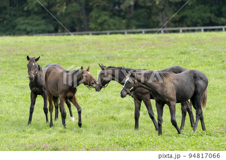 秋の競走馬（サラブレッド）生産牧場　離乳した当歳馬　北海道 94817066
