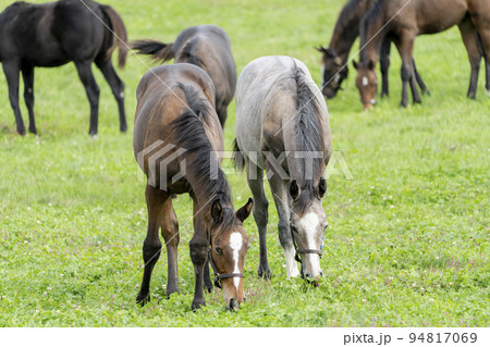 秋の競走馬(サラブレッド)生産牧場 離乳した当歳馬 北海道 秋の競走馬(サラブレッド)生産牧場 離乳した当歳馬 北海道 94817069