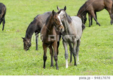 秋の競走馬(サラブレッド)生産牧場 離乳した当歳馬 北海道 秋の競走馬(サラブレッド)生産牧場 離乳した当歳馬 北海道 94817070