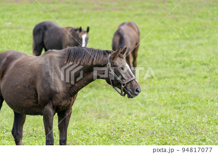 秋の競走馬(サラブレッド)生産牧場 離乳した当歳馬 北海道 秋の競走馬(サラブレッド)生産牧場 離乳した当歳馬 北海道 94817077
