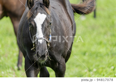 秋の競走馬（サラブレッド）生産牧場　離乳した当歳馬　北海道 94817078
