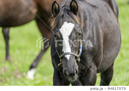 秋の競走馬（サラブレッド）生産牧場　離乳した当歳馬　北海道 94817079
