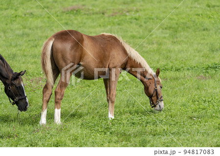 秋の競走馬（サラブレッド）生産牧場　離乳した当歳馬　北海道 94817083