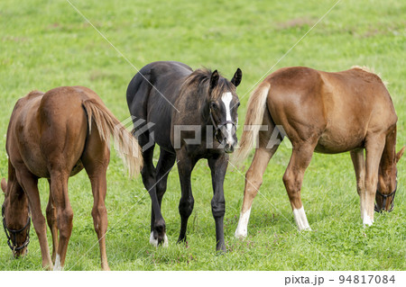 秋の競走馬（サラブレッド）生産牧場　離乳した当歳馬　北海道 94817084