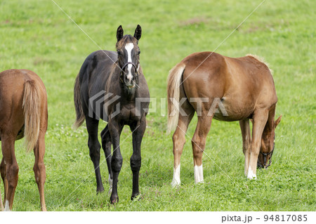 秋の競走馬（サラブレッド）生産牧場　離乳した当歳馬　北海道 94817085