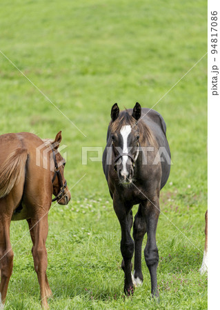 秋の競走馬(サラブレッド)生産牧場 離乳した当歳馬 北海道 秋の競走馬(サラブレッド)生産牧場 離乳した当歳馬 北海道 94817086