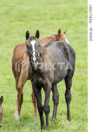 秋の競走馬(サラブレッド)生産牧場 離乳した当歳馬 北海道 秋の競走馬(サラブレッド)生産牧場 離乳した当歳馬 北海道 94817087