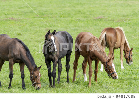 秋の競走馬(サラブレッド)生産牧場 離乳した当歳馬 北海道 秋の競走馬(サラブレッド)生産牧場 離乳した当歳馬 北海道 94817088