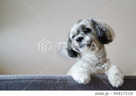 ソファから顔を出す可愛い犬 ソファから顔を出す可愛い犬 94817519