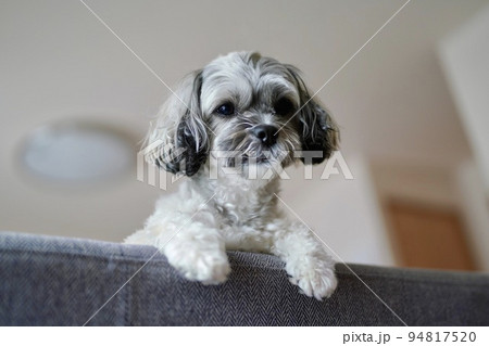 ソファから顔を出す可愛い犬 ソファから顔を出す可愛い犬 94817520