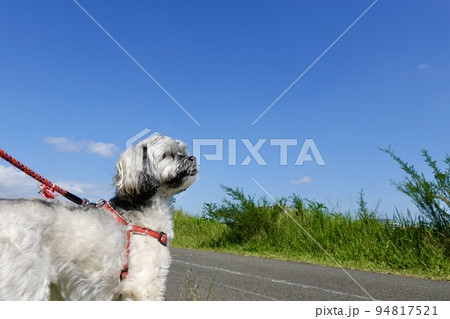 空を見つめる可愛い犬 空を見つめる可愛い犬 94817521