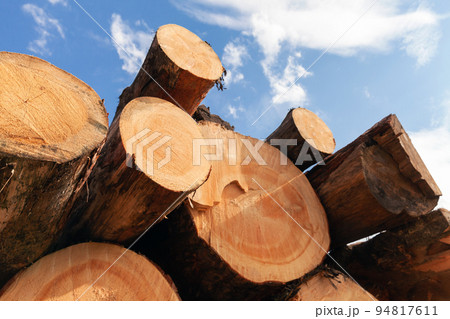 Stacked siberian pine tree logs are under blue sky Stacked siberian pine tree logs are under blue sky 94817611