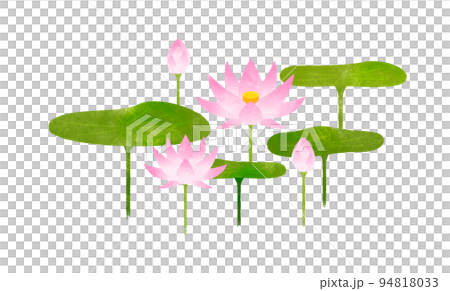 ハス ハス 94818033