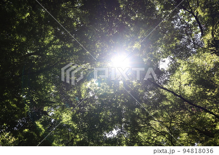 緑の葉の森に白く光り輝く太陽と光芒の広がる風景 緑の葉の森に白く光り輝く太陽と光芒の広がる風景 94818036