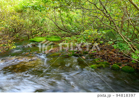 獅子ヶ鼻湿原 苔群生地 秋田県 獅子ヶ鼻湿原 苔群生地 秋田県 94818397