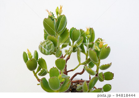 1本の鉢に複数の花を付けた多肉植物のぷくっと愛らしい熊童子...1 94818444