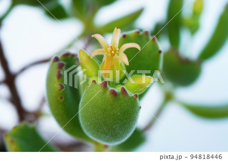 1本の鉢に複数の花を付けた多肉植物のぷくっと愛らしい熊童子...3 1本の鉢に複数の花を付けた多肉植物のぷくっと愛らしい熊童子...3 94818446