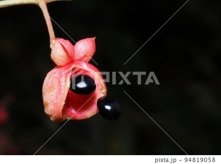 ゴンズイの実 ゴンズイの実 94819058