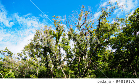 小網代の森 94819176