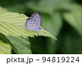 カワイイ翅模様のヤマトシジミ 94819224