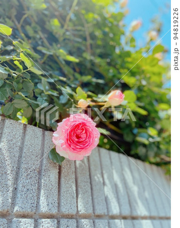 石垣に咲くピンクのバラの写真 94819226