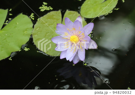薄紫の花びらの睡蓮の花と葉のある池の水面の風景 94820032