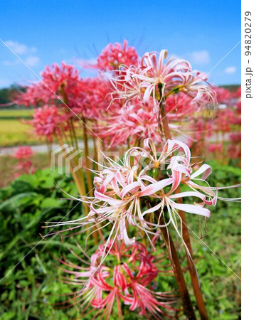 赤と白が混ざっている彼岸花 (熊本県益城町) 赤と白が混ざっている彼岸花 (熊本県益城町) 94820279
