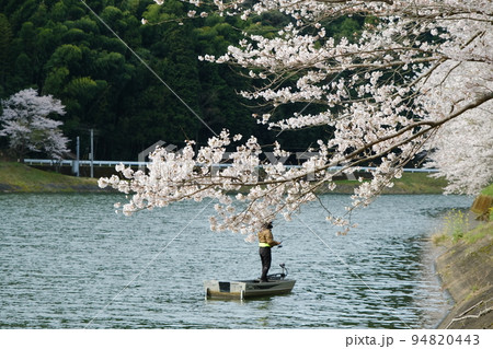 愛媛県西予市野村町肱川の川沿いに咲く桜の花とバス釣り 愛媛県西予市野村町肱川の川沿いに咲く桜の花とバス釣り 94820443