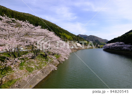 愛媛県西予市野村町肱川の川沿いに咲く桜の花 愛媛県西予市野村町肱川の川沿いに咲く桜の花 94820545
