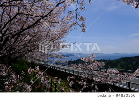 愛媛県西予市明浜町野福峠に咲く桜の花 94820556
