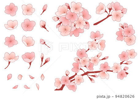 Cherry blossom illustration set - Stock Illustration