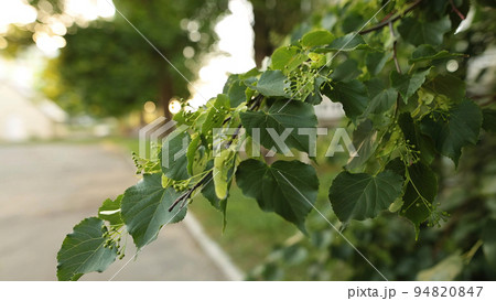 Hand-held shot of small linden branch with fresh leaves. Hand-held shot of small linden branch with fresh leaves. 94820847